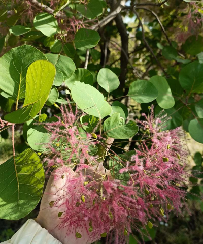 小众送妈妈的花有哪些花