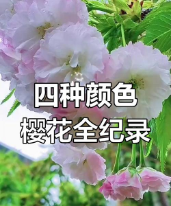 小众送妈妈的花有哪些花