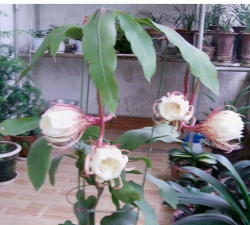 小众送妈妈的花有哪些花