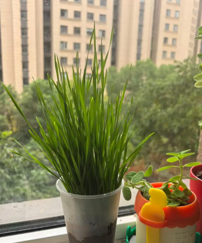 小众送妈妈的花有哪些花