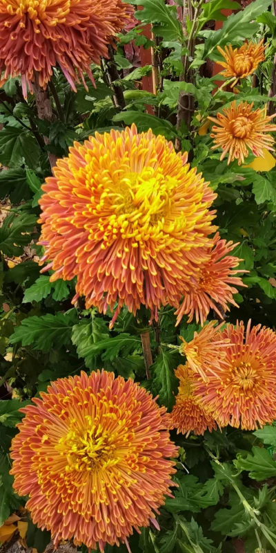 小众送妈妈的花有哪些花