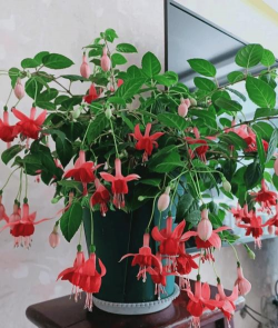 小众送妈妈的花有哪些花