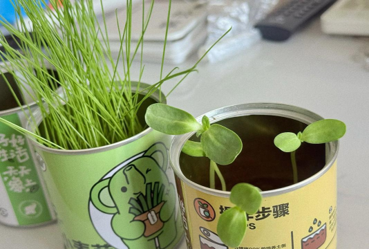 小众送妈妈的花有哪些花