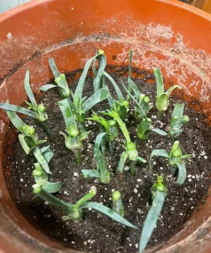 小众送妈妈的花有哪些花