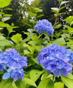 小众送妈妈的花有哪些花