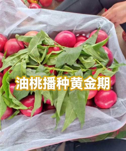 种子种植油桃怎么种植