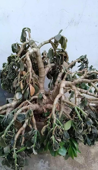 小众送妈妈的花有哪些花