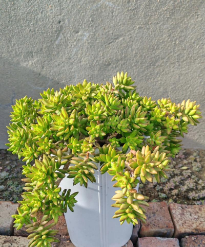 小众送妈妈的花有哪些花