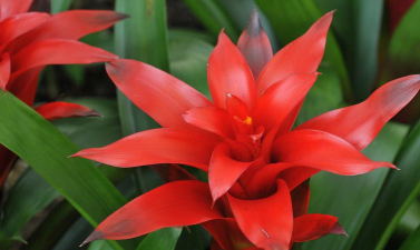 小众送妈妈的花有哪些花