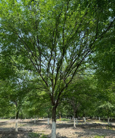 什么品种的榆树好