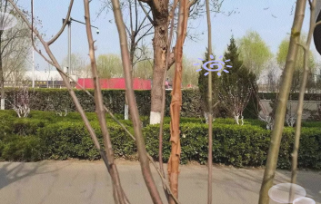 小众送妈妈的花有哪些花