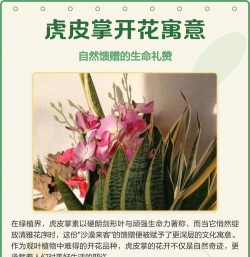 小众送妈妈的花有哪些花