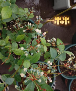 小众送妈妈的花有哪些花