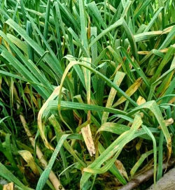 小众送妈妈的花有哪些花