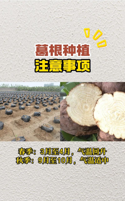 葛根种植户怎么种植