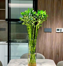 小众送妈妈的花有哪些花