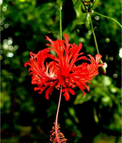 小众送妈妈的花有哪些花