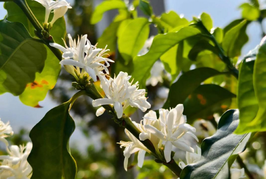 咖啡名字的花有哪些花