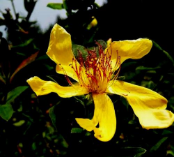 小众送妈妈的花有哪些花