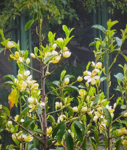 小众送妈妈的花有哪些花