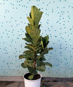 小众送妈妈的花有哪些花