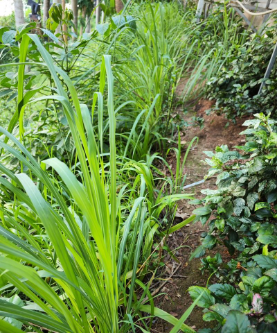 小众送妈妈的花有哪些花