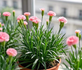 小众送妈妈的花有哪些花