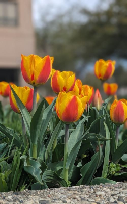 小众送妈妈的花有哪些花