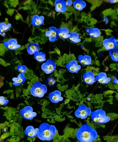 小众送妈妈的花有哪些花