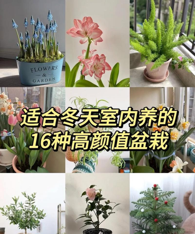 小众送妈妈的花有哪些花