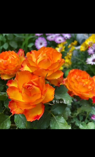 火焰月季是灌木还是微月