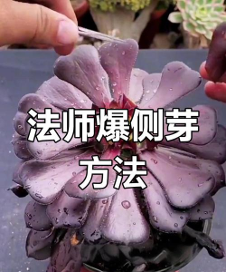 小众送妈妈的花有哪些花