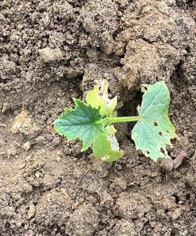 小众送妈妈的花有哪些花