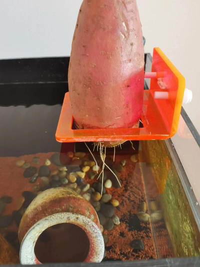 小众送妈妈的花有哪些花