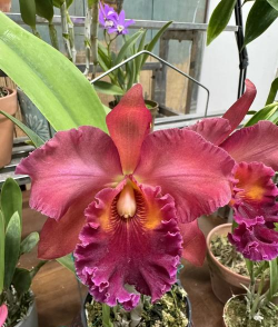 小众送妈妈的花有哪些花