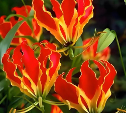 小众送妈妈的花有哪些花