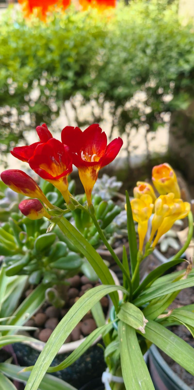 小众送妈妈的花有哪些花