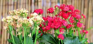 长寿花长白毛用白醋喷