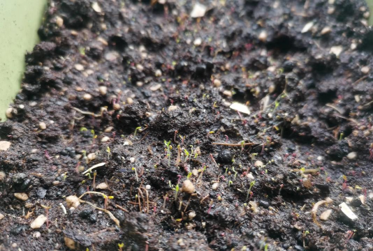 小众送妈妈的花有哪些花