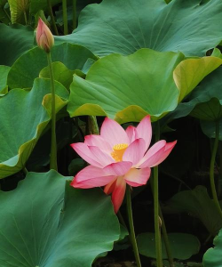 小众送妈妈的花有哪些花