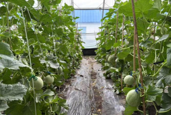 小众送妈妈的花有哪些花