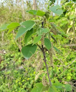 小众送妈妈的花有哪些花