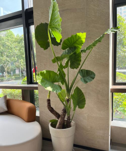 小众送妈妈的花有哪些花