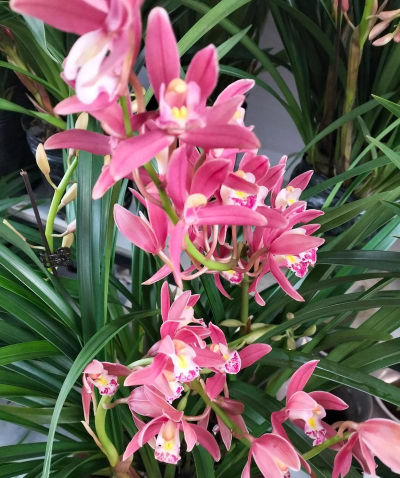 小众送妈妈的花有哪些花