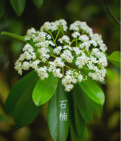 小众送妈妈的花有哪些花