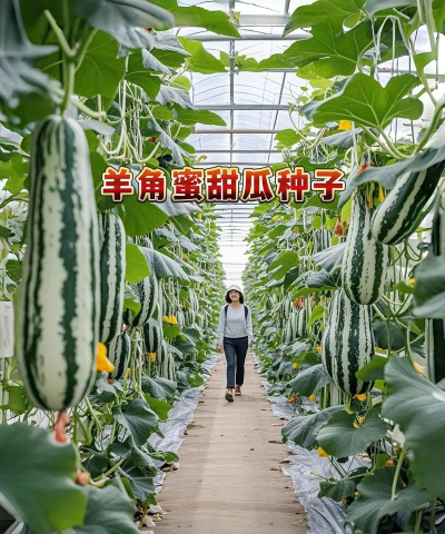 种植羊角蜜种子怎么种植