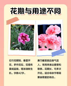 小众送妈妈的花有哪些花