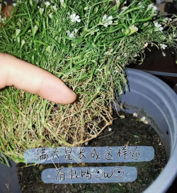 小众送妈妈的花有哪些花