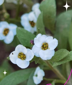 十字花科代表植物