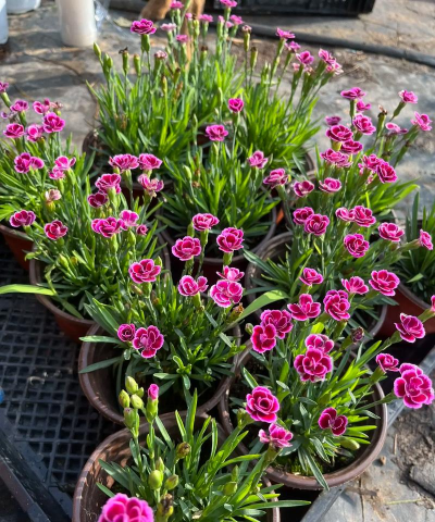 小众送妈妈的花有哪些花